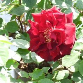 Deep Secret Hybrid Tea Rose (Rosa Deep Secret) 2
